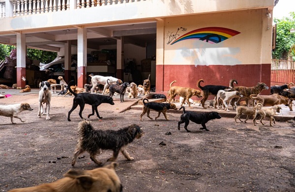 Número de animais abandonados em Foz é o pior da última década, dizem protetoras  