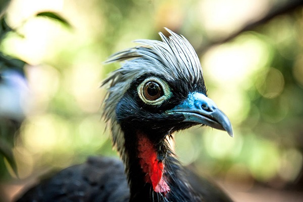 Parque das Aves promove ação especial nesta terça (14), Dia Nacional dos Animais