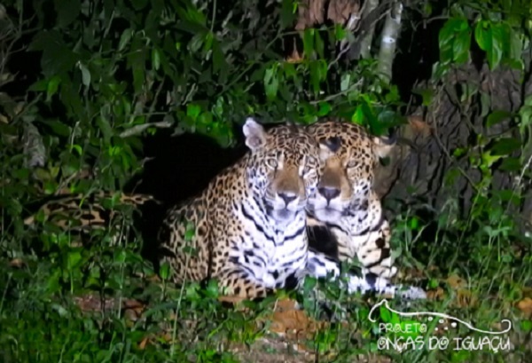 Peter e Cacira: felinos do Parque Nacional do Iguaçu são registrados em vídeo