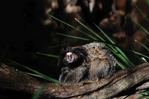 Puerto Iguazú sedia Congresso de Conservação da Biodiversidade