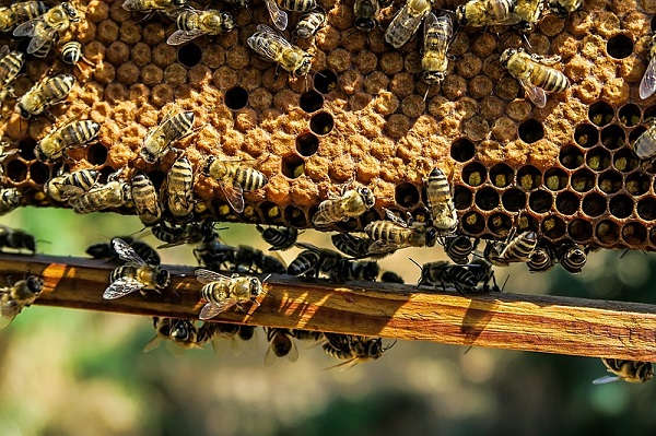 Campeão em biodiversidade, Brasil luta para salvar abelhas, vítimas de agrotóxicos