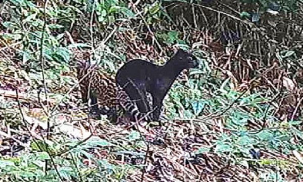 Felino selvagem raro é visto em reserva da Mata Atlântica