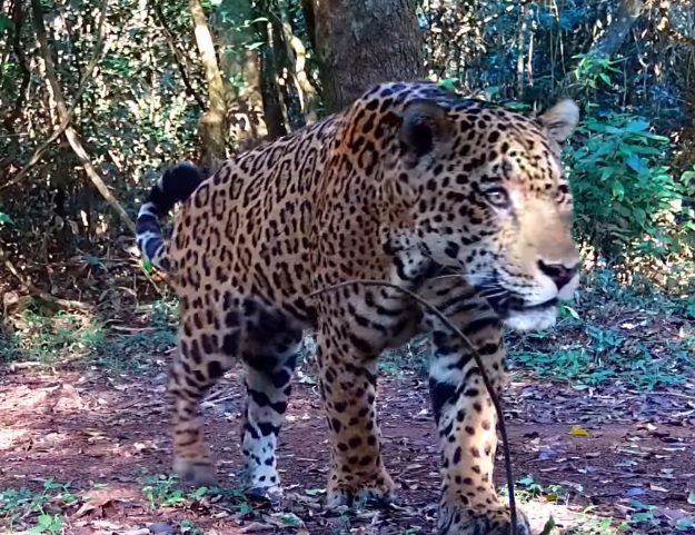 Onça na lente, preservação em mente