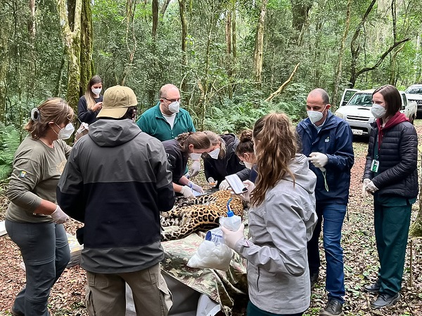 Vídeo: estudando o “Pururuca” no Parque Nacional do Iguaçu