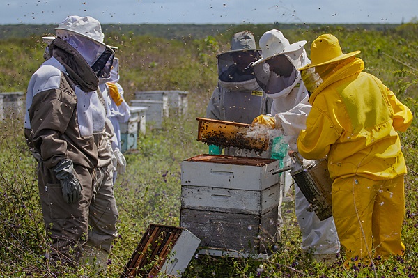 Abelhas x pulverização de agrotóxico