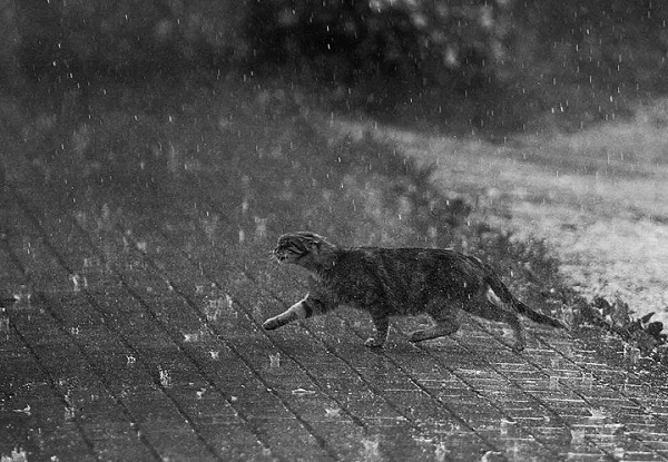 Gato na Chuva, de Ernest Hemingway