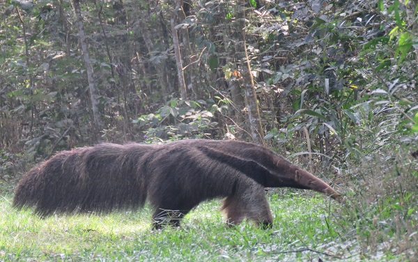 Tamanduá-bandeira dando um rolé em reserva ambiental da Itaipu