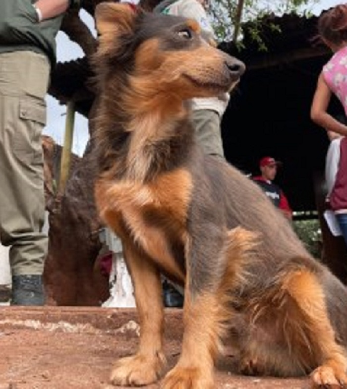 Leishmaniose Visceral: pesquisa traça perfil de cães contaminados em Foz