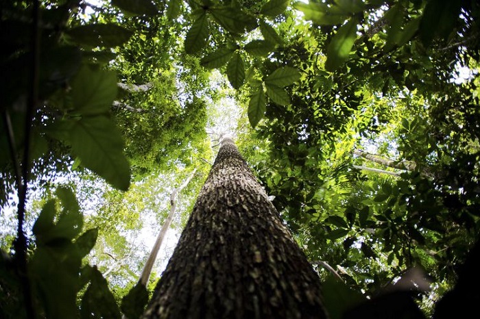 No Dia da Amazônia, organizações alertam sobre preservação do bioma