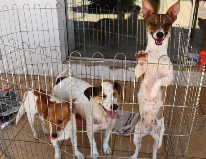 Vida Animal realiza bazar beneficente em Foz do Iguaçu