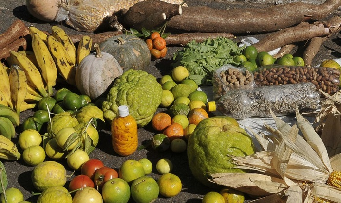 Programa estimulará produção sustentável de alimentos em áreas urbanas