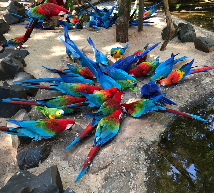 Parque das Aves: moradores de Foz terão entrada livre nos dias 7 e 8 de outubro