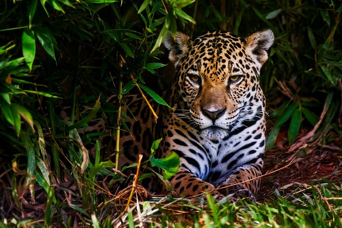 Parque Nacional do Iguaçu celebra Dia Nacional da Onça-Pintada