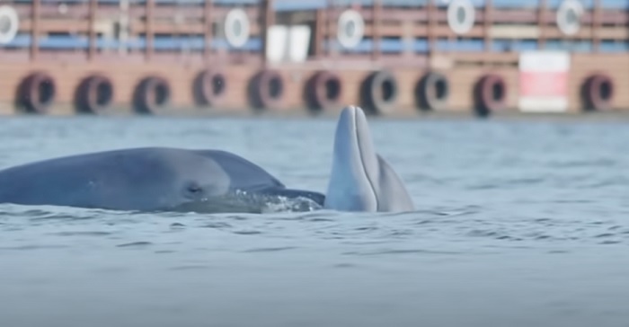 “Os Bons Golfinhos”: documentário brasileiro premiado mostra ameaças à espécie