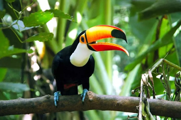 Parque das Aves busca pessoas com 60 anos ou mais para encantar visitantes nas trilhas de visitação