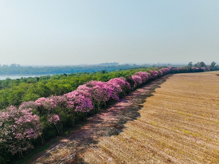 Florada de Ipês na faixa de proteção do reservatório de Itaipu evidencia cortina florestal