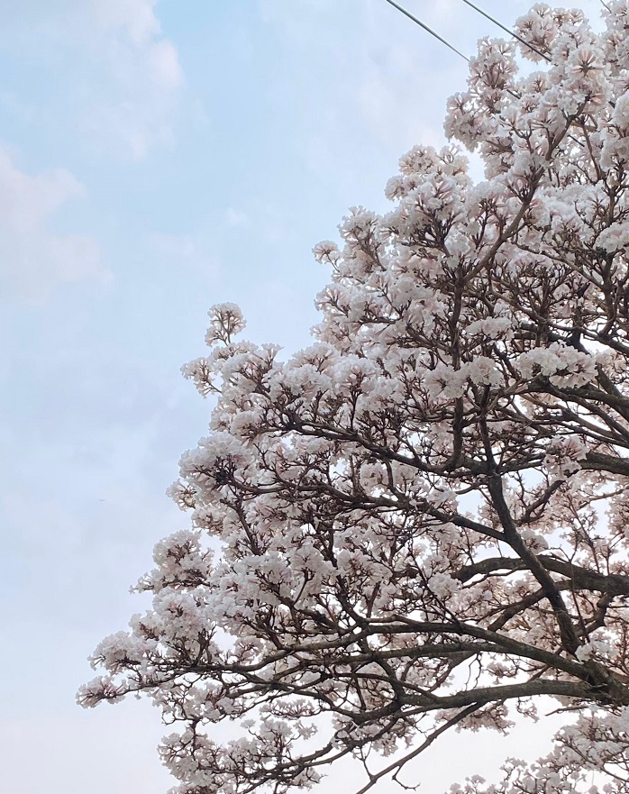 del Cielo, poema de Isel Talavera