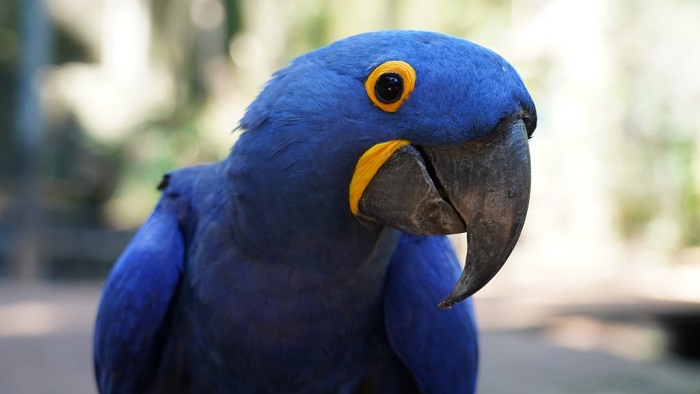 Em outubro, Parque das Aves terá entrada gratuita para moradores de Foz do Iguaçu