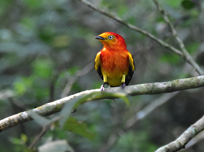 Em curso, a confecção de nova edição do Inventário Participativo de Aves do Paraná