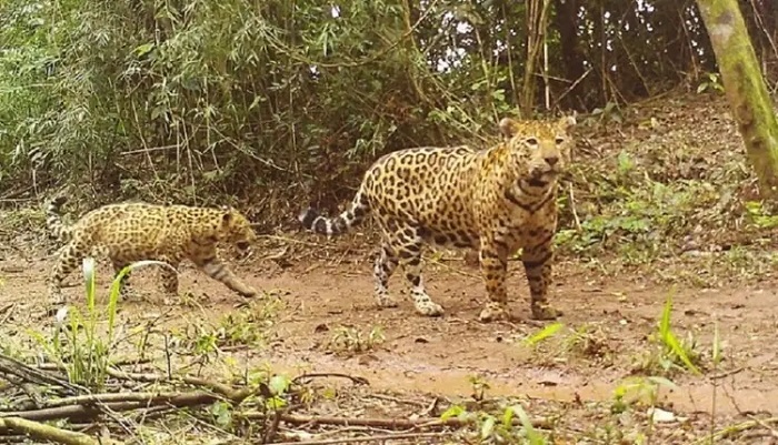 Filhote de onça-pintada é visto no parque argentino das Cataratas