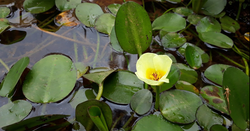 Flor-de-lótus, lírio-do-brejo, couve-d’água: livro traz o universo das plantas aquáticas