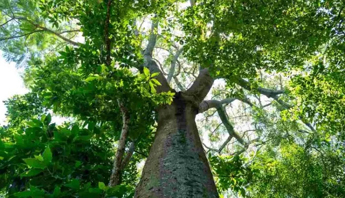 Conferência de meio ambiente abre inscrição para a comunidade participar