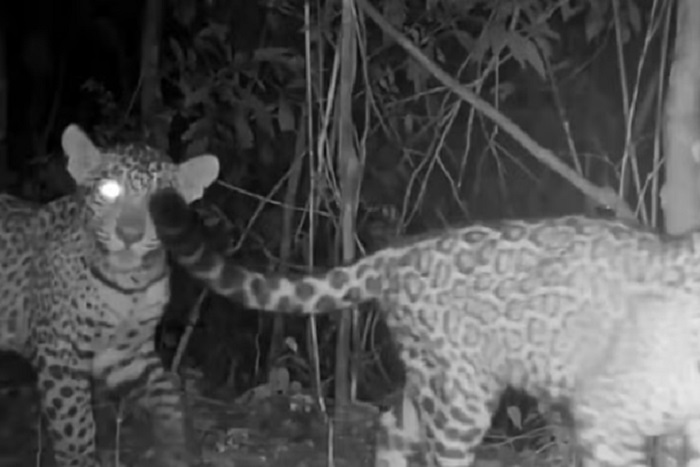 Onça-pintada e filhotes são registrados no Parque Nacional do Iguaçu. Veja o vídeo!