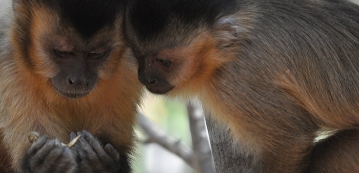 Tolerância e observação: a fórmula dos macacos-prego para passar tradições culturais