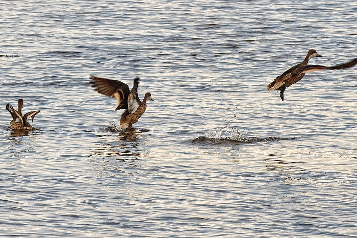 Passarinhar: observação de aves desperta a atenção na Ilha do Mel