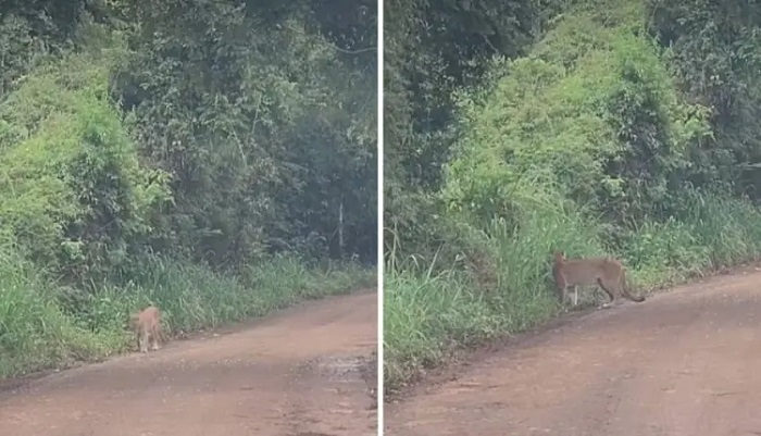 Vídeo mostra onça-parda em trilha do Parque Nacional Iguazú. Assista!