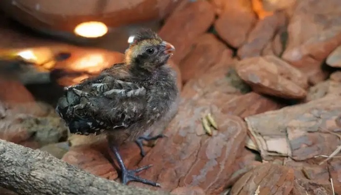 Parque das Aves registra nascimento inédito de ave em risco de extinção