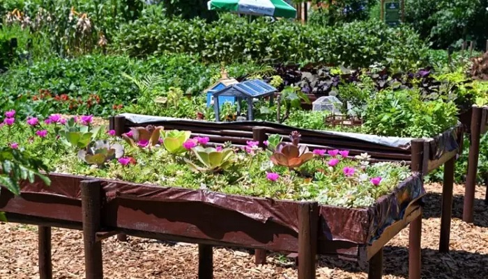 Itaipu anuncia convênio para promover o uso de plantas medicinais e alimentícias