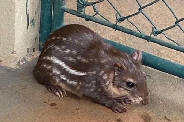 Filhote de paca nasce após intercâmbio de animais entre Klabin e Itaipu