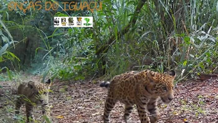 Projeto Onças do Iguaçu celebra nova geração de grandes felinos no PNI