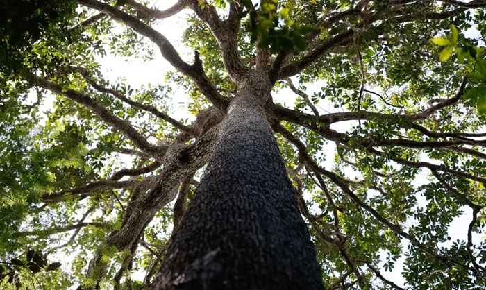 Senado aprova “PL da Devastação”, que altera licenciamento ambiental