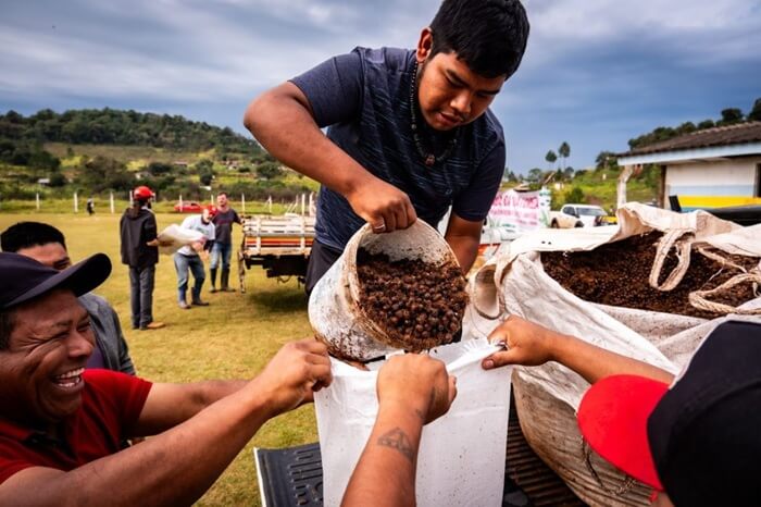 Terra Indígena do Paraná recebe semeadura aérea de 2 toneladas de palmeira juçara 