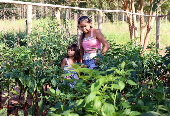 Roçados e quintais produtivos fortalecem a alimentação de famílias Avá Guarani