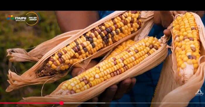 Websérie da Itaipu destaca resgate de alimento sagrado do povo Guarani