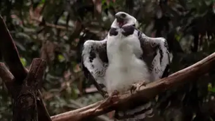 “Caminhos da Reportagem” apresenta projetos ambientais de Itaipu
