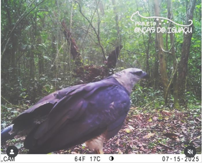 Vídeo: Uiraçu, uma raridade à vista no Parque Nacional do Iguaçu
