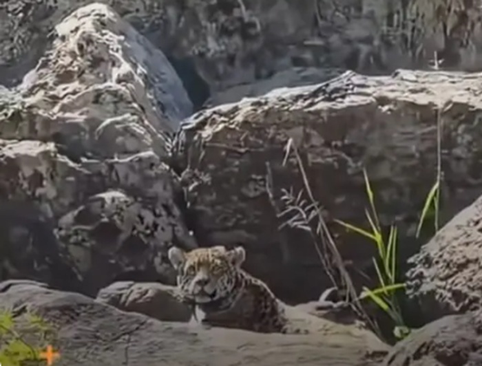 Vídeo: onça-pintada toma banho de sol perto das Cataratas do Iguaçu