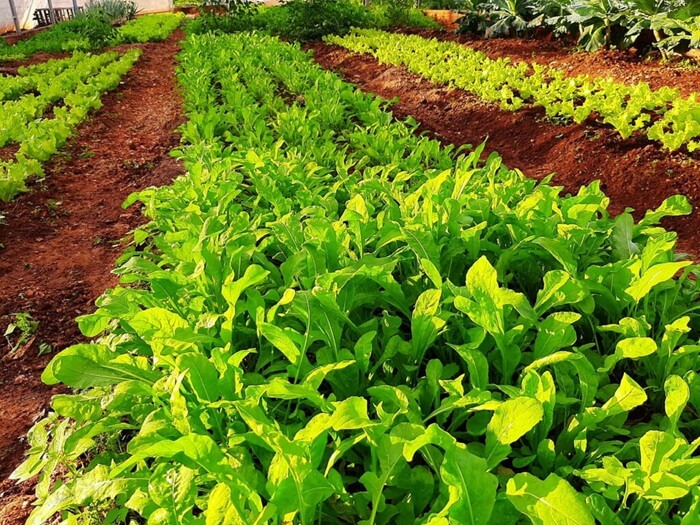 Cadastro prorrogado para profissionais que ministrarão oficinas de hortas no PR e MS