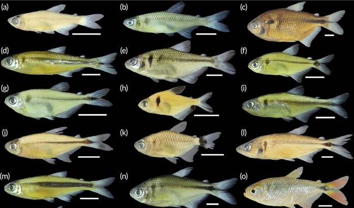 UTFPR-SH: Grupo de Ictiologia Neotropical  publica em periódicos internacionais