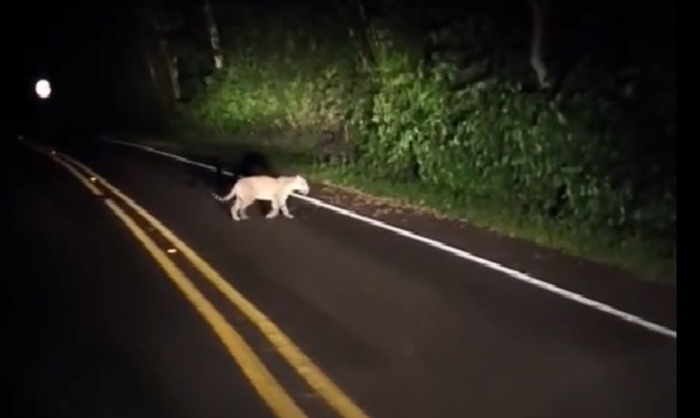 Onça-pintada jovem vai à caça no Parque Nacional do Iguaçu