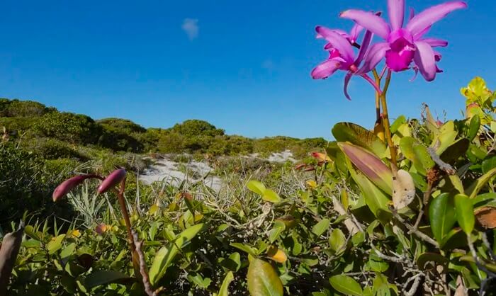 Inpe confirma redução de desmatamento na maioria dos biomas em 2024