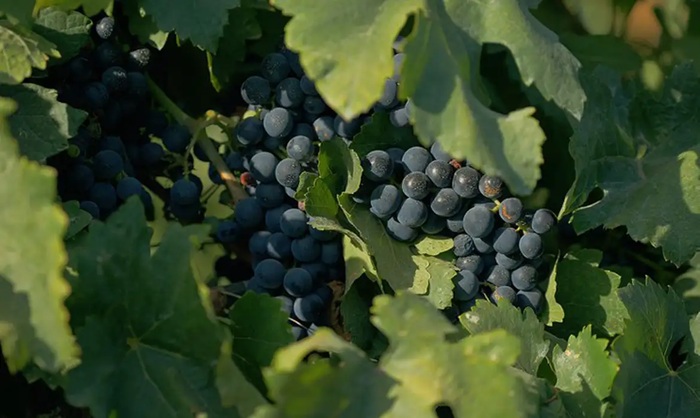 Filme na TV Brasil discute a democratização do consumo de vinhos no país