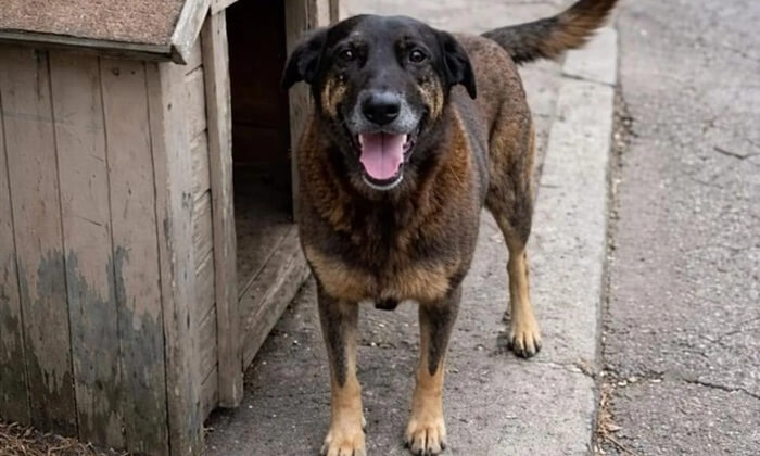 Poema para Orelha, de Giane Lessa