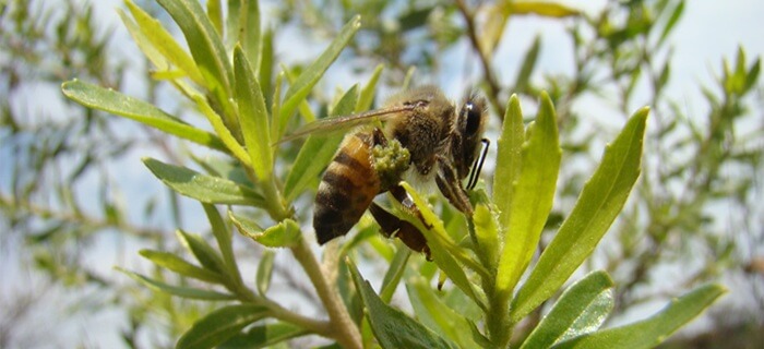 Compostos da própolis verde mostram potencial contra doenças neurodegenerativas​