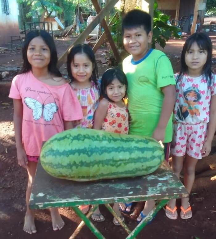 Horta Guarani: a primeira colheita na Tekoha Ocoy, no Paraná