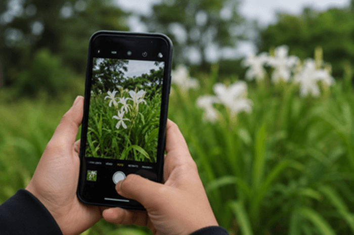 Guia da UNILA ajuda no monitoramento de plantas invasoras. Online, gratuito